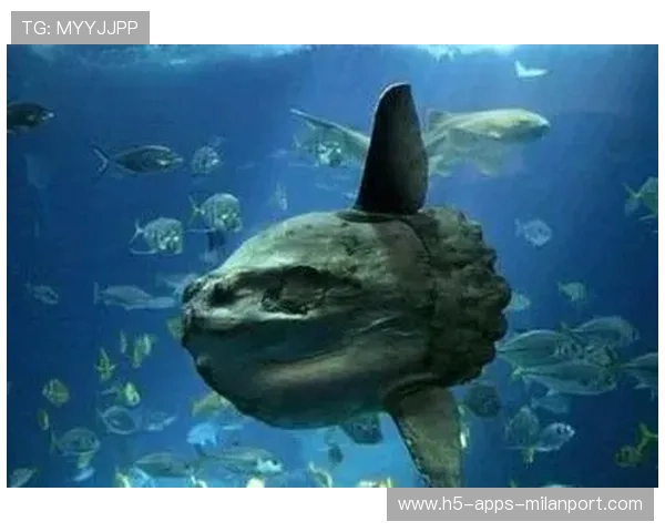 世界游泳挑战赛惊现“水中神兽”,网友看呆 世界游泳挑战赛惊现“水中神兽”,网友看呆